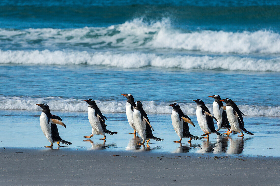 Gentoo penguins Pygoscelis papua walking on the beach along the water's edge with waves crashing in the background