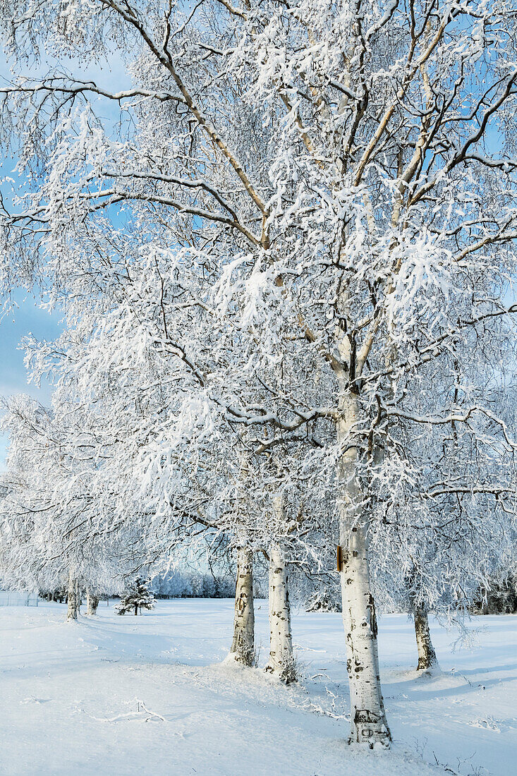Snow covered trees in a field in winter, Alaska, United States of America