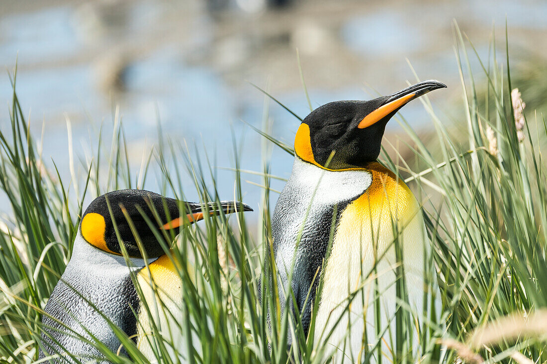 King penguins Aptenodytes patagonicus standing in the tall grass