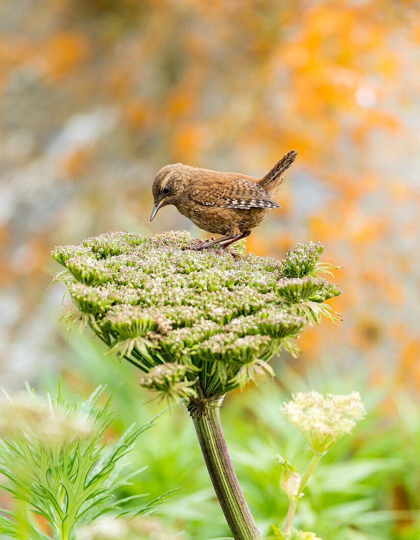 Pacific wren Troglodytes pacificus perched on wild celery on St. Paul Island in Southwest Alaska, St. Paul Island, Pribilof Islands, Alaska, United States of America