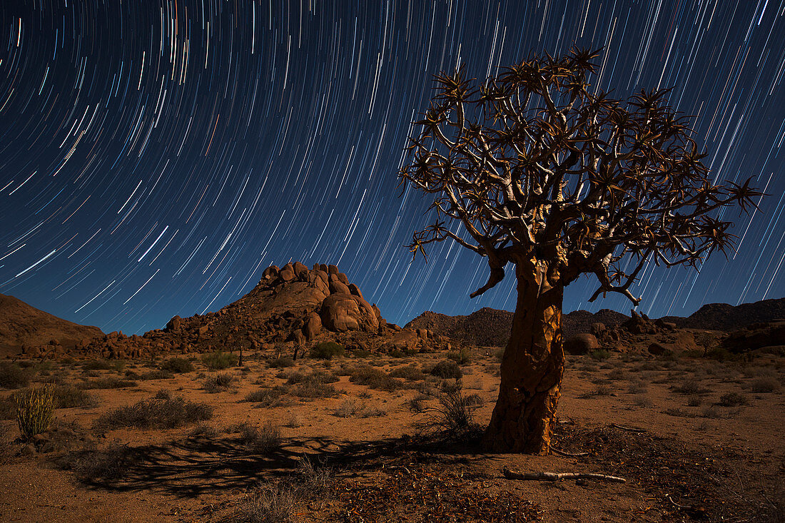 Star trails above a quiver tree kokerboom or aloe dichotoma in Richtersveld National Park, South Africa
