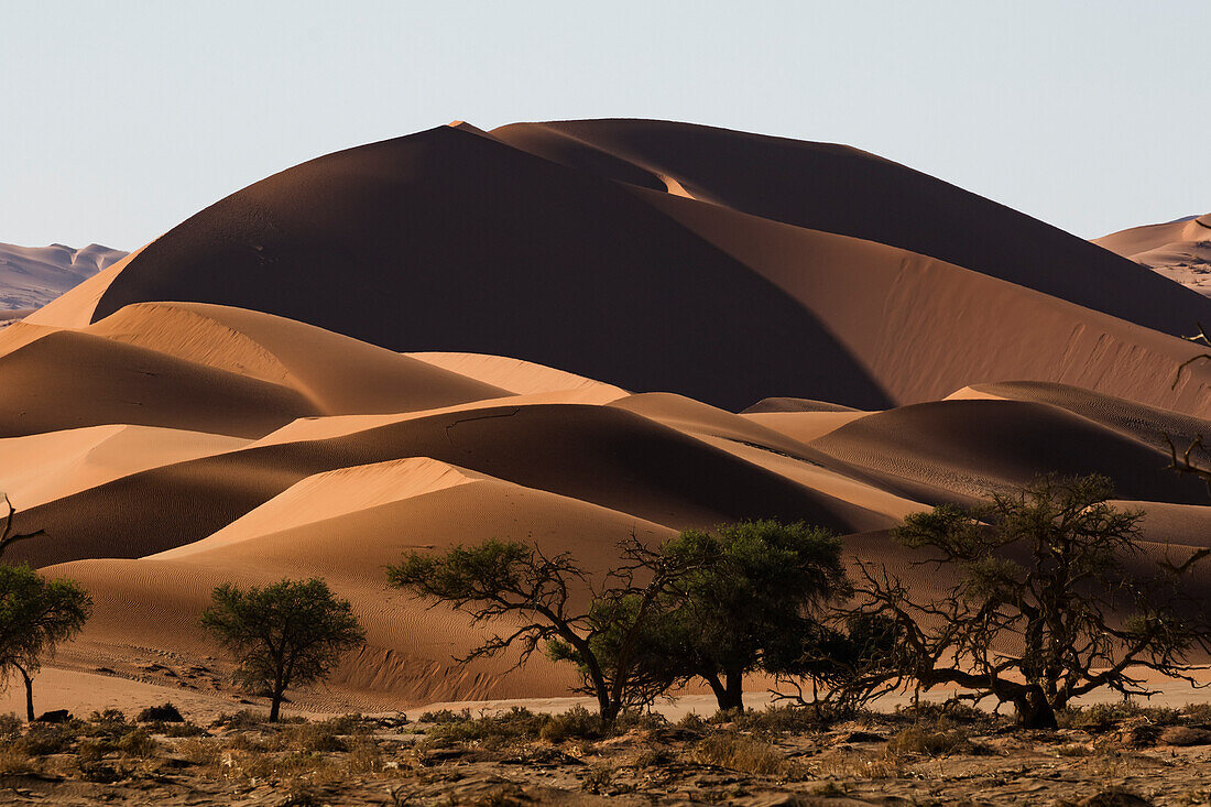 Sunrise light illuminate the large, red sand dunes in Sossusvlei which is part of the Namib desert, Namibia