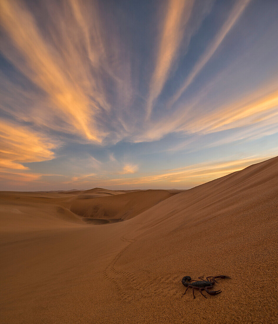 Scorpion walking through the desert, Swakopmund, Namibia