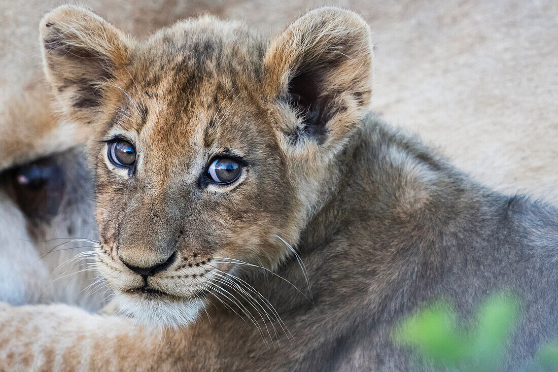 Lion cub panthero leo, Sabi Sand area, South Africa