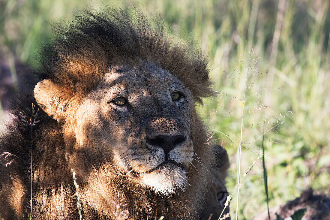 Male lion panthero leo relaxing in the grass, Sabi Sands Game Reserve, South Africa