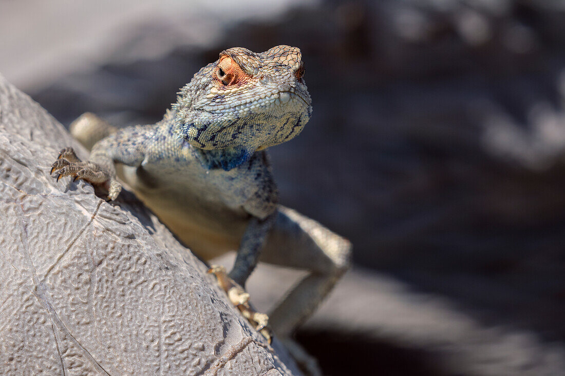 Lizard lookng over a rock in the desert, Namibia