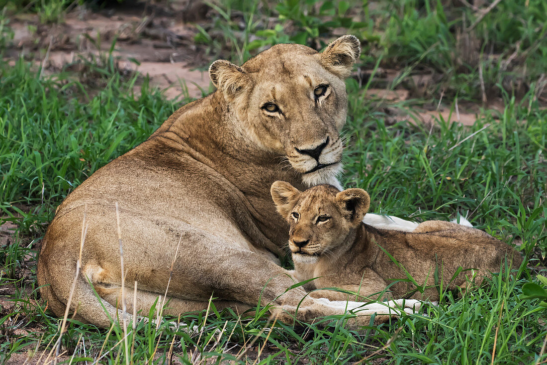 Lioness Panthera leo and her cub relaxing in the grass, Sabi Sand Game Reserve, South Africa