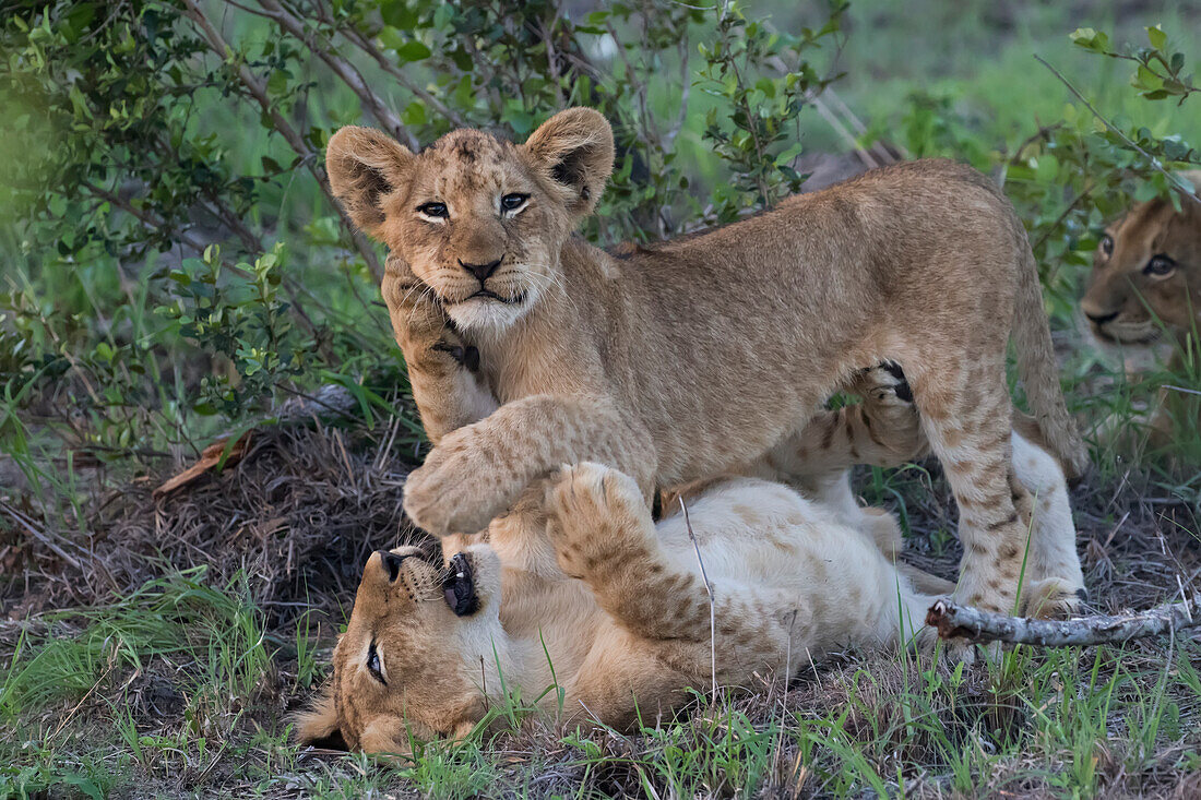 Lion cubs panthera leo playing together, Sabi Sand Game Reserve, South Africa