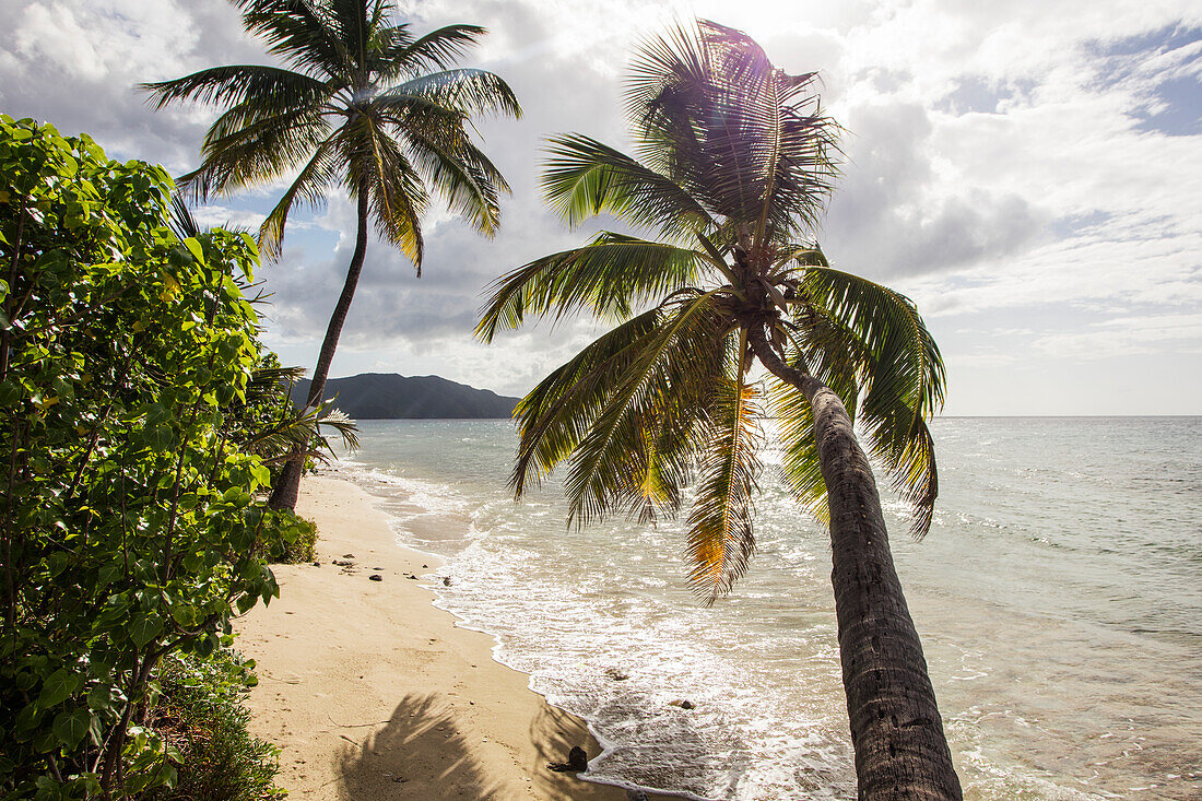 Two palm trees on the beach with sun flare, St. Croix, Virgin Islands, United States of America