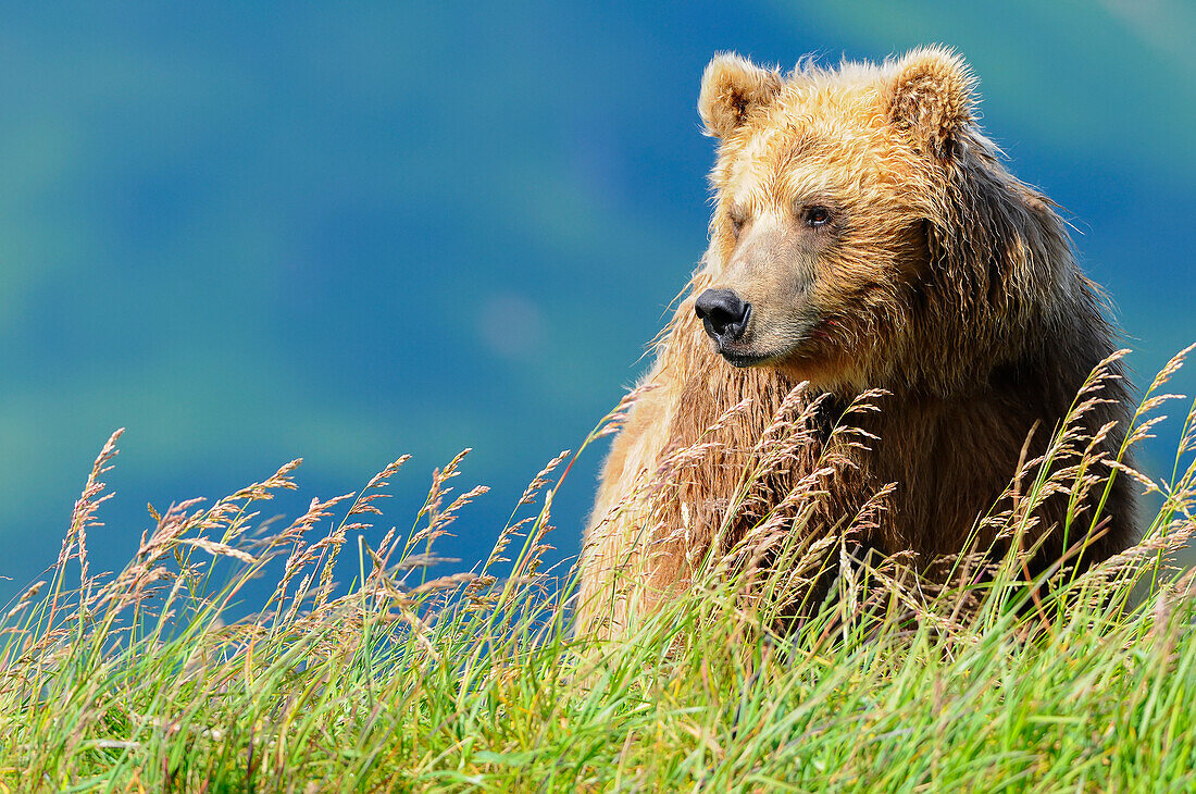 Portrait of a brown bear portrait, Katmai National Park, Alaska, United States of America