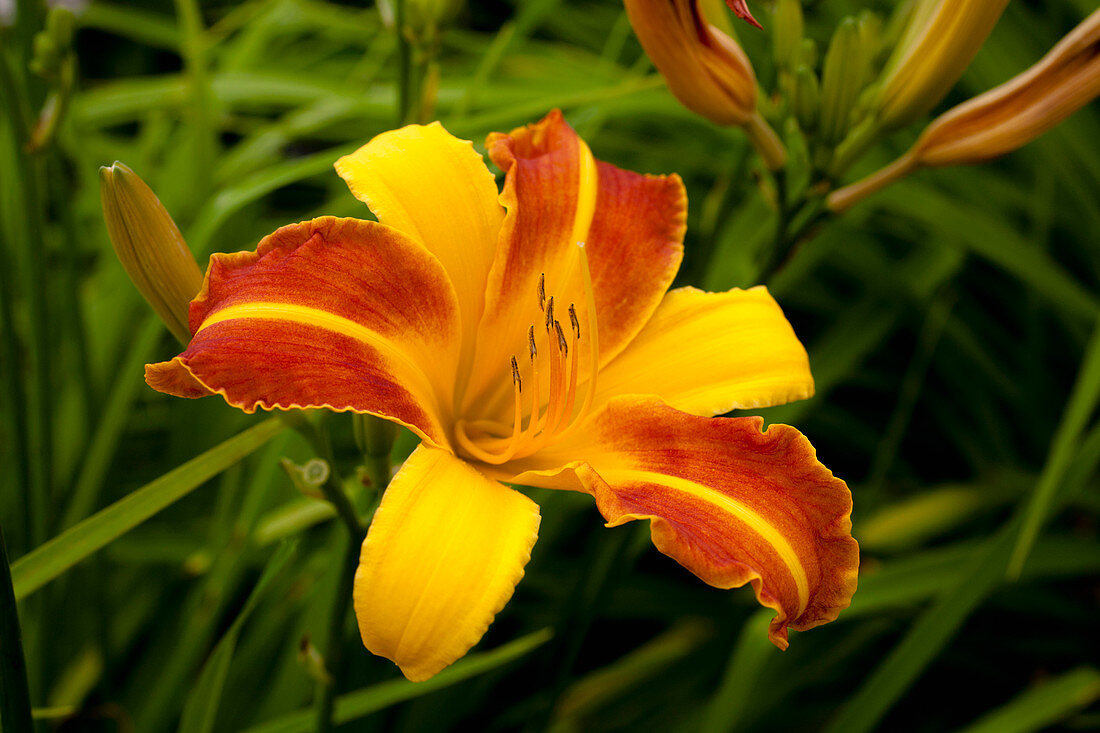 Daylily Hemerocallis, Sutton, Quebec, Canada