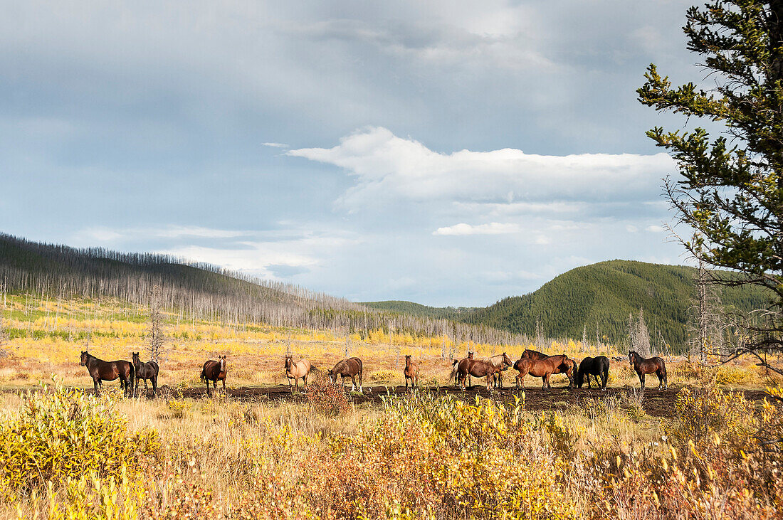 Herd of wild horses, Sundre, Alberta, Canada