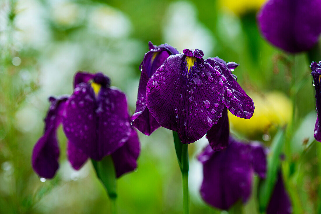 Irises bloom in the rain, Astoria, Oregon, United States of America