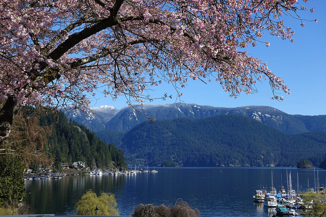 Cherry blossoms in Deep Cove Marina, North Vancouver, Vancouver, British Columbia, Canada