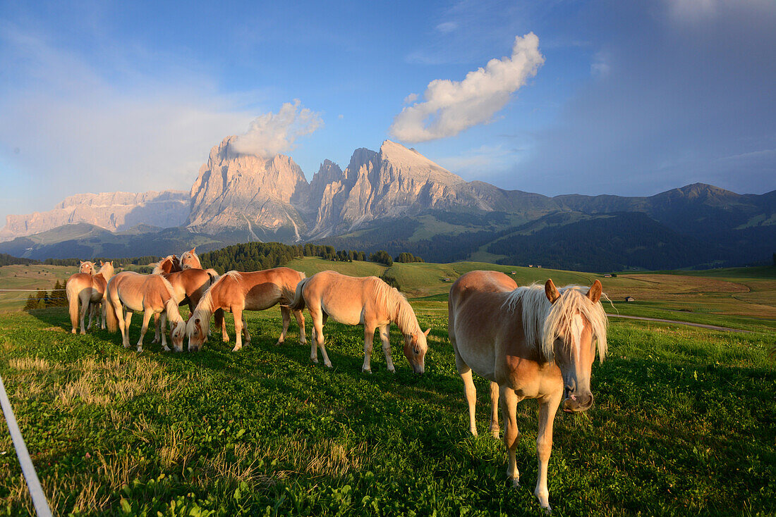 Haflinger horses on the Seiser alp with Langkofel, Dolomite Alps, South Tyrol, Italy