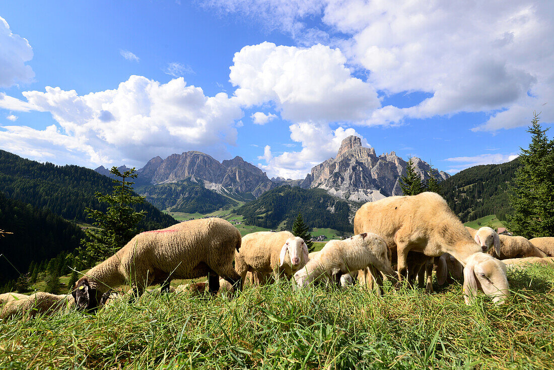 Sheep near Corvara with Sassongher, Dolomite Alps, South Tyrol, Italy