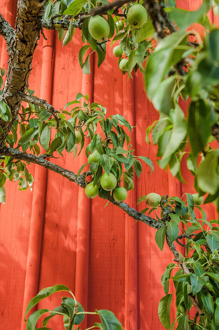 Close up von grünen Birnen vor einer roten Holzwand in Vimmerby, Smaland, Schweden