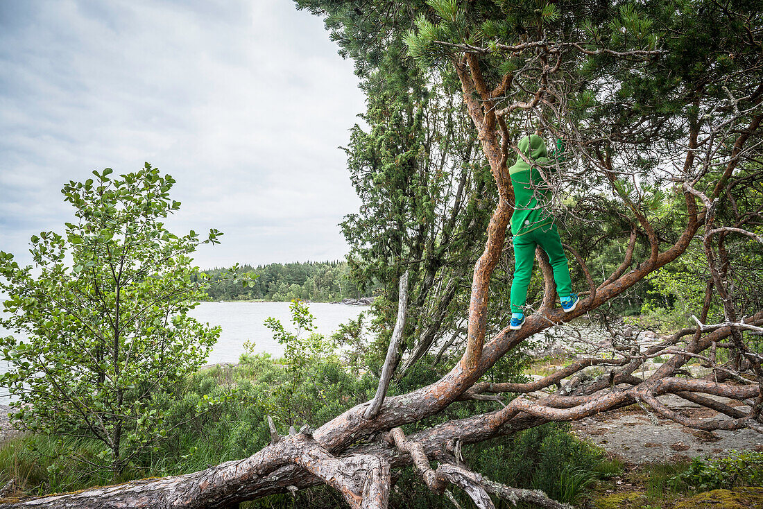 Ein Kind klettert in einer Kiefer am Rand des Vänernsees, Västergötland, Schweden