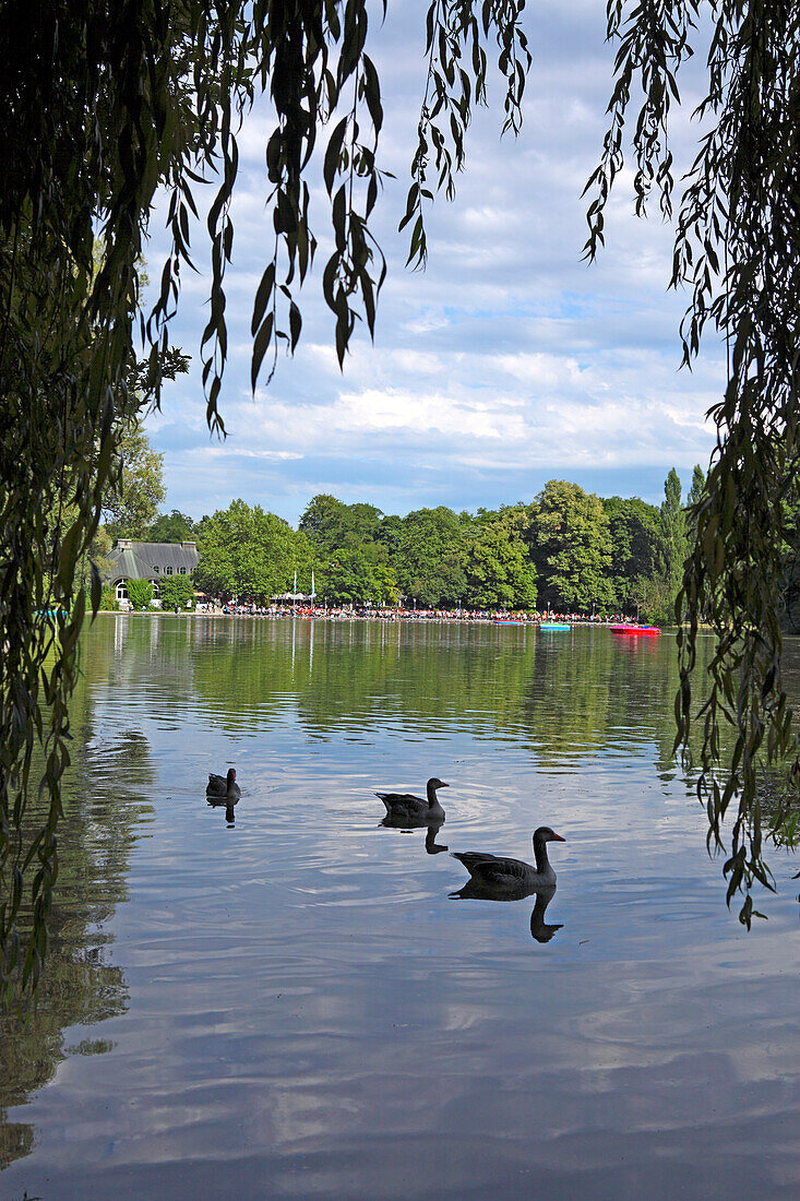 Lake Kleinhesseloher See, English Garden, Englischer Garten, Munich, Bavaria, Germany