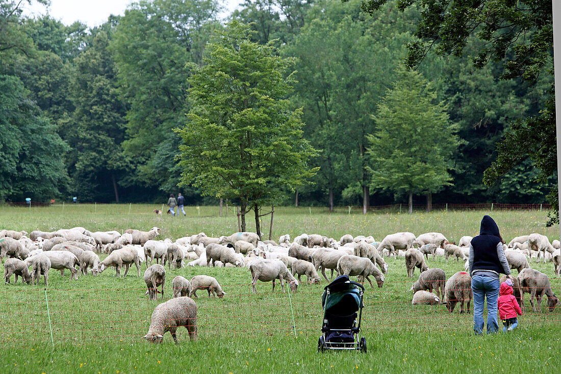 Flock of sheep, Northern Englischer Garten, Munich, Bavaria, Germany