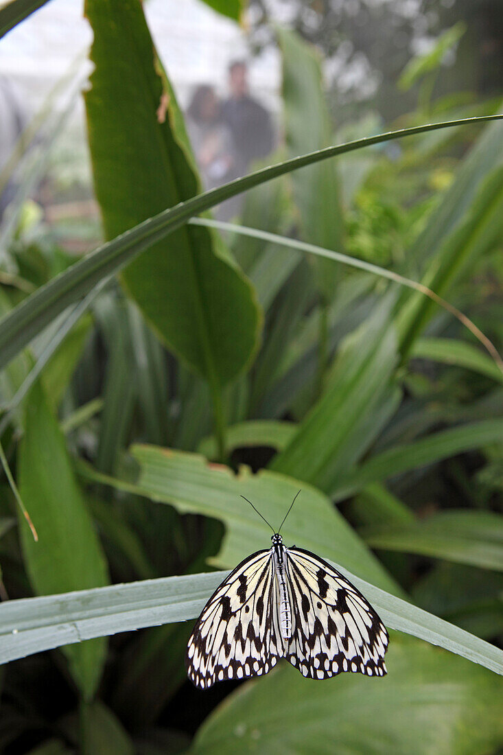 Butterflies in the botanical garden, Botanischer Garten, Munich, Bavaria, Germany