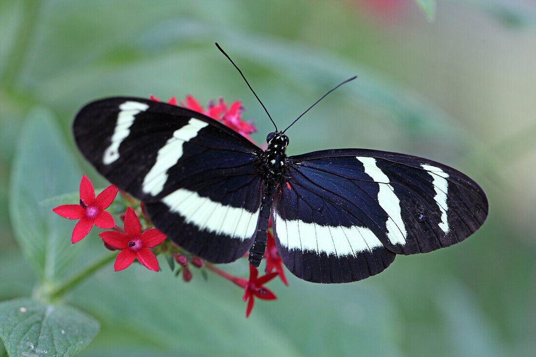 Butterfly in the botanical garden, Botanischer Garten, Munich, Bavaria, Germany