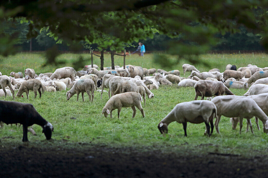 Flock of sheep, Northern Englischer Garten, Munich, Munich, Bavaria, Germany