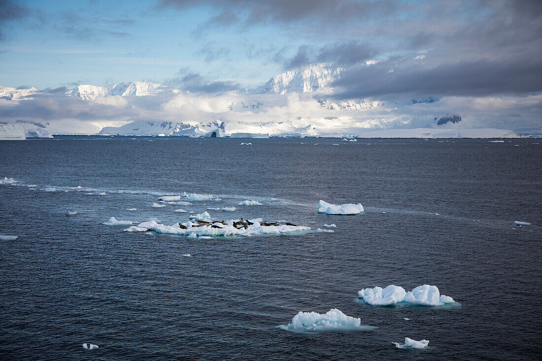 Eine Gruppe von Weddellrobben (Leptonychotes weddellii) auf Eisschollen vor schneebedeckten Bergen, Gerlache Strait, Grahamland, Antarktische Halbinsel, Antarktis