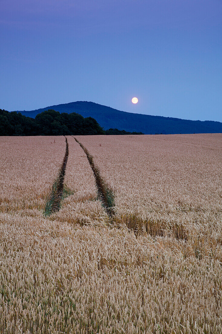Tractor tracks in wheat field with full moon rising over Stoppelsberg mountain in Hessisches Kegelspiel mountains Haunetal Stärklos, Rhön, Hesse, Germany