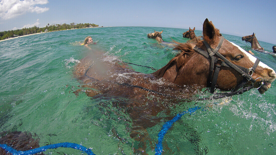 Schwimmende Pferde beim Reitausflug für Gäste vom Half Moon Resort entlang Strand Sunrise Beach und ins Meer, Rose Hall, nahe Montego Bay, Saint James, Jamaika