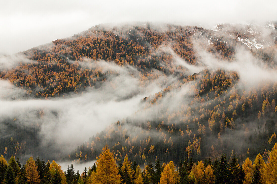 Nebel über Lärchenwald, Herbstfärbung, Livigno, Lombardei, Italien