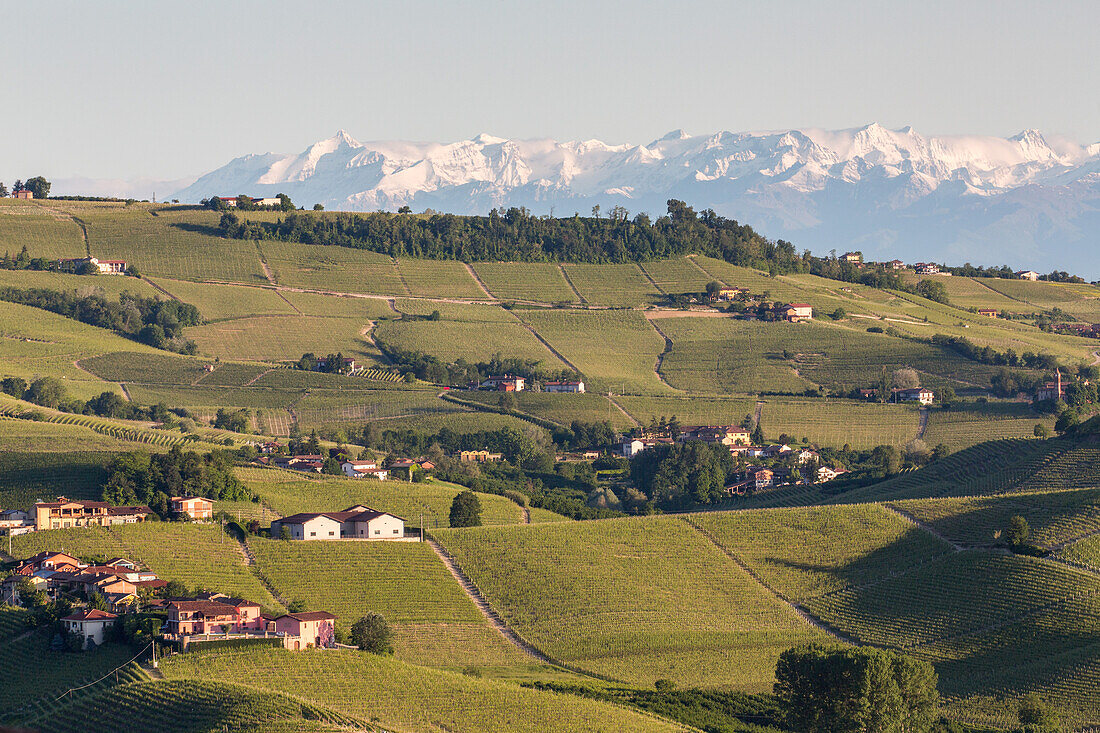 Weinberge, Schneeberge, Alpen, Hügellandschaft, Weinbaugebiet Langhe in Piemont, Provinz Cuneo, Italien