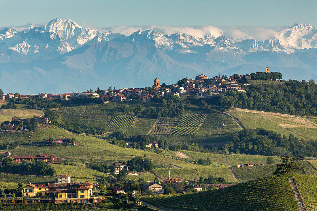 Weinberge, Schneeberge, Alpen, Hügellandschaft, Weinbaugebiet Langhe in Piemont, Provinz Cuneo, Italien