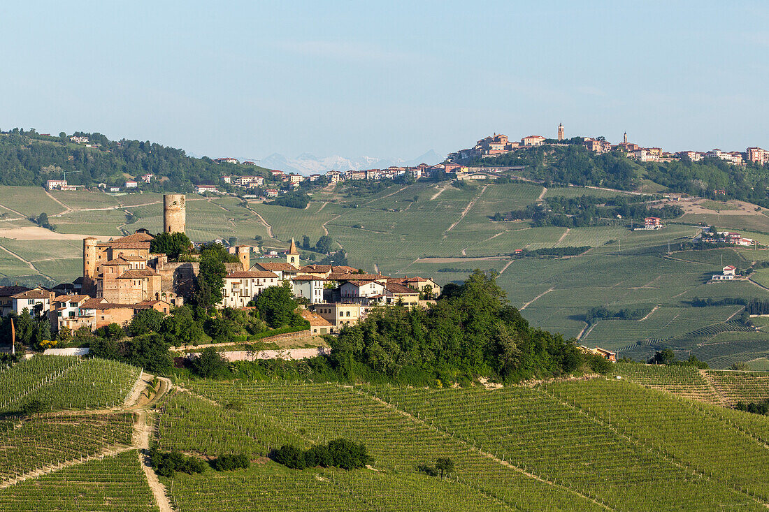 Weinberge, Hügellandschaft, Weinbaugebiet Langhe in Piemont, Castiglione Falletto, Provinz Cuneo, Italien