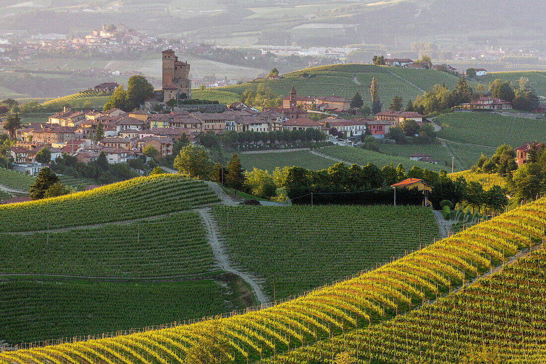 Weinberge, Serralunga d'Alba, Hügellandschaft, Weinhänge, Weinbaugebiet Langhe in Piemont, Provinz Cuneo, Italien