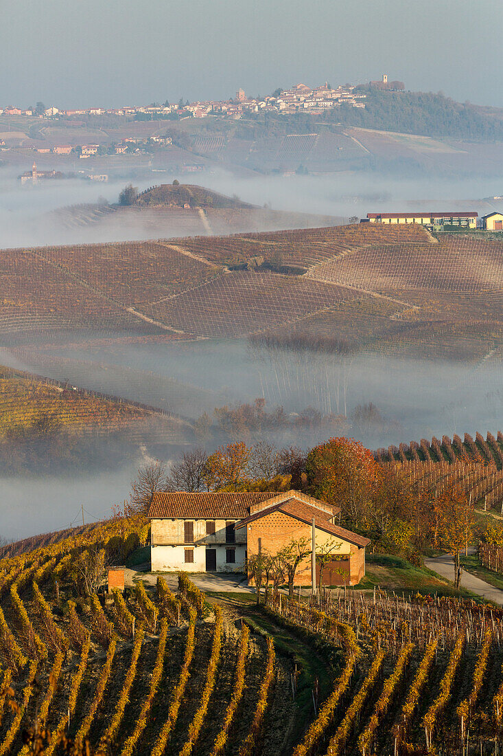 Morgennebel, Weinberge, Herbst, Hügellandschaft, Weinbaugebiet Langhe in Piemont, Cuneo Provinz, Italien
