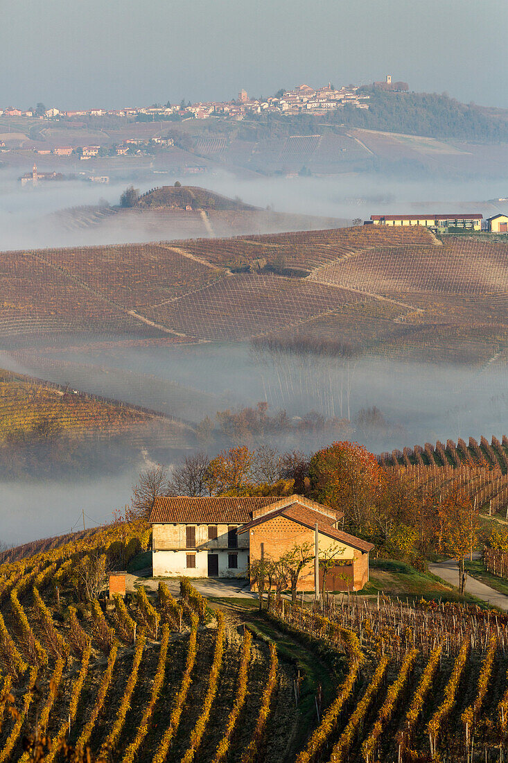 morning mist, autumn, vineyards in the Langhe landscape in Piedmont, Italy