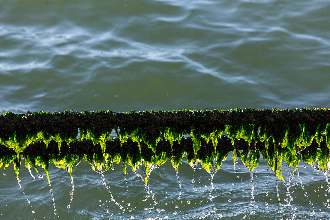 rope covered with green algae, dripping with water, Lisbon, Portugal