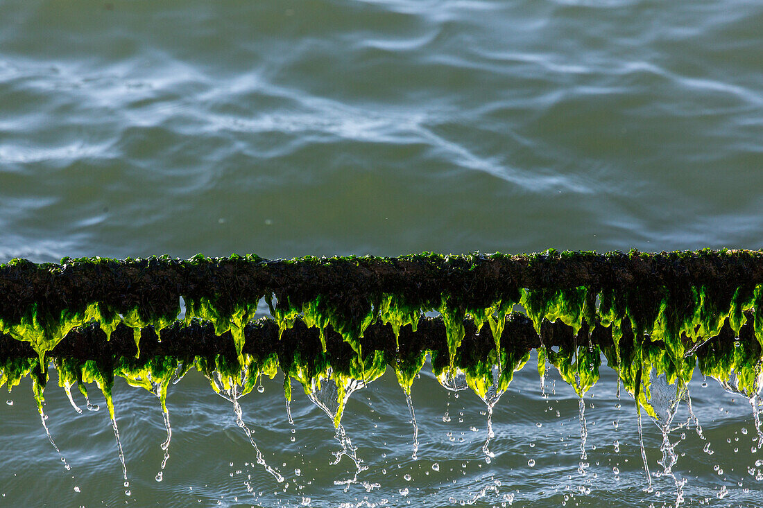 tropfendes Seil mit grünen Algen, Taue, Gegenlicht, Lissabon, Portugal