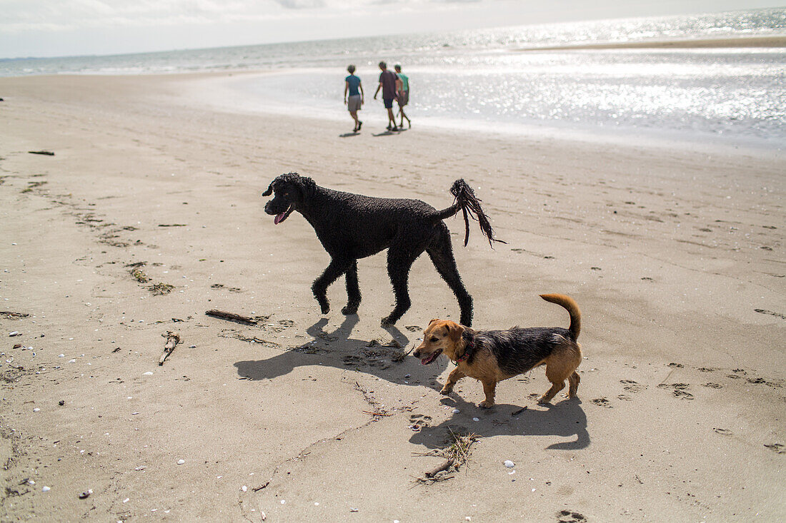 friendly dogs on beach, poodle and terrier, South Island, New Zealand