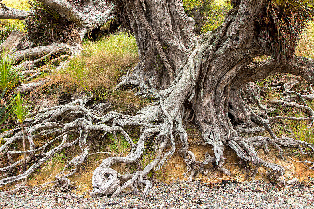 Pohutukawa Baum, knorrig, Wurzel, Wurzelverzweigungen, Wurzelwerk, Küste, Nordinsel, Neuseeland