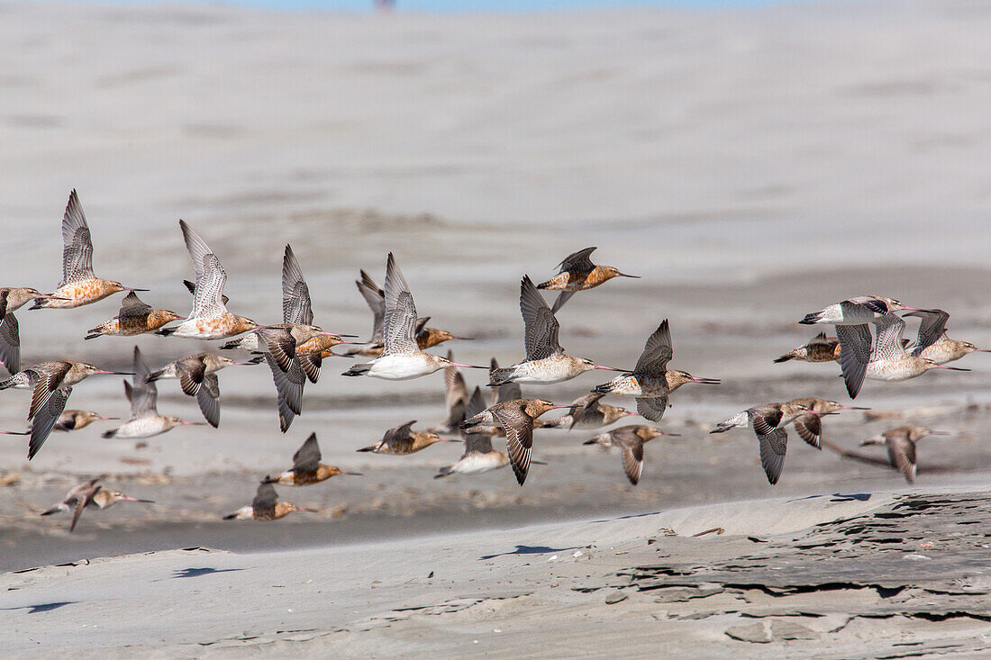 Godwits, Limosa, migratory birds on Farewell Spit, South Island, New Zealand