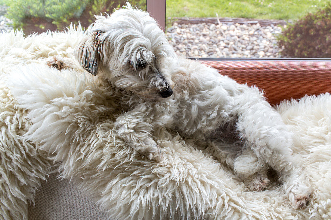 small white dog relaxing on sheepskin rug on sofa inside, camouflage, similar