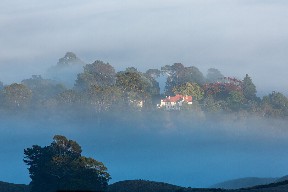 country house merging out of morning fog, sunrise, ground fog, fogging, view from the ridge of Te Mata Peak, hill country, North Island, New Zealand