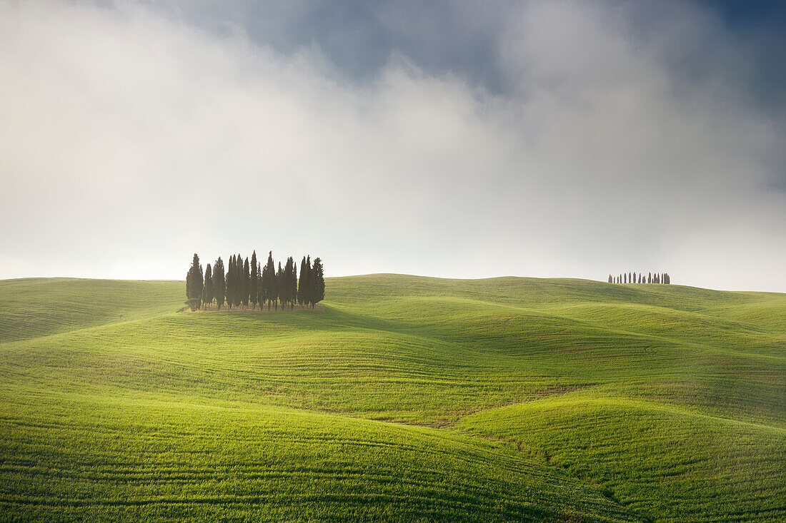 Tuscan hills of the Val d'Orcia with cypress grove in the morning sun with fog in spring, San Quirico d'Orcia, Tuscany, Italy
