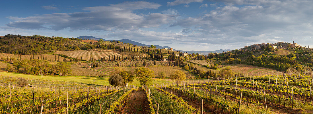 Panoramic view over vineyards and Tuscan landscape in the evening sun, Val d'Orsia, province of Siena, Tuscany, Italy