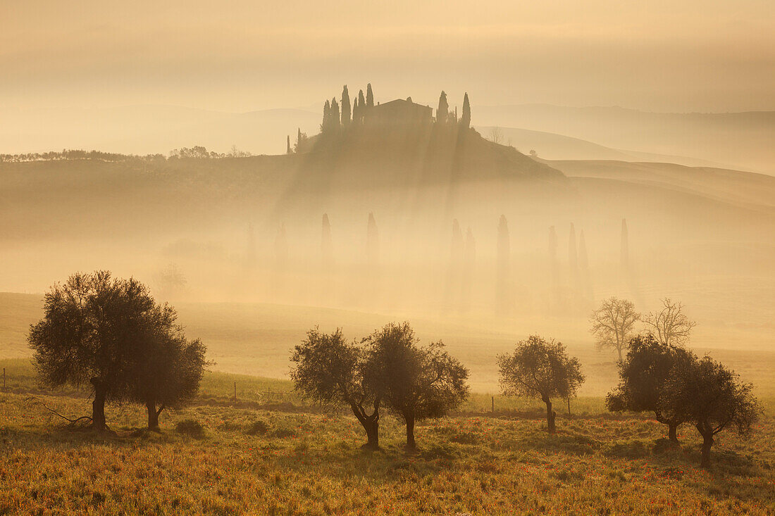 Tuscan landscape with a villa and cypress trees in the morning mist and sun, pasture with poppies and olive trees in the foreground, San Quirico d'Orcia, Val d'Orcia, Siena Province, Tuscany, Italy