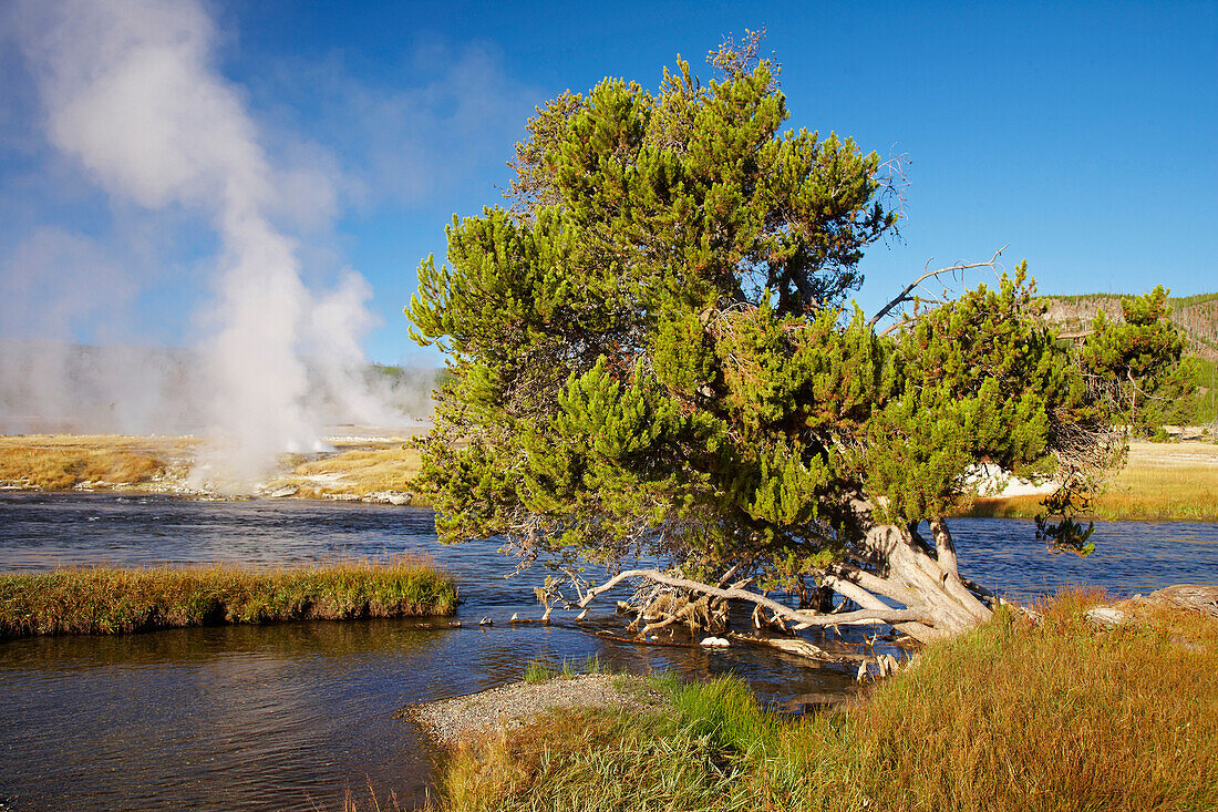 Biscuit Basin , Firehole River , Supervulkan , Yellowstone National Park , Wyoming , U.S.A. , Amerika