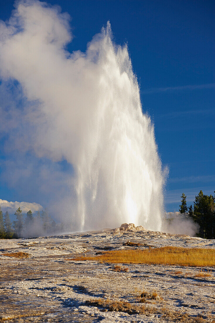 Upper Geyser Basin , Old Faithful Geyser , Yellowstone National Park , Wyoming , U.S.A. , America