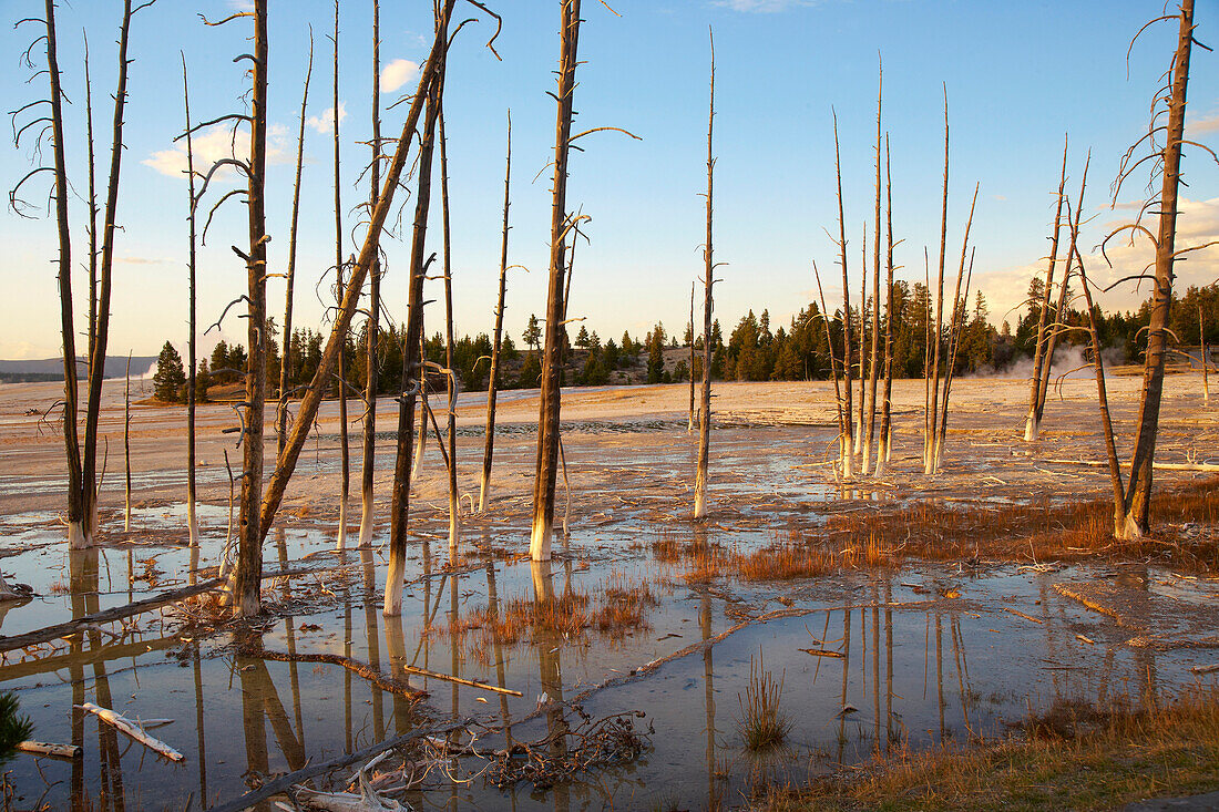 Sunset at Lower Geyser Basin , Fountain Paint Pot , Yellowstone National Park , Wyoming , U.S.A. , America